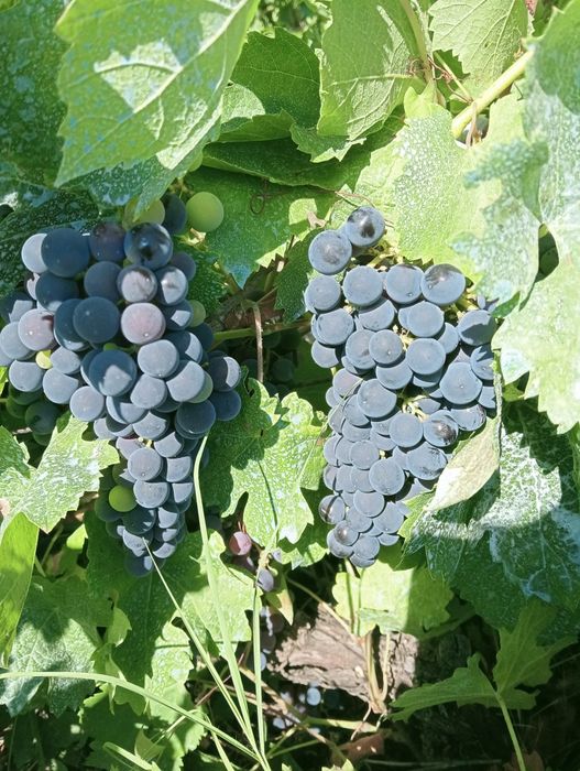 Vând struguri, băbească și merlot