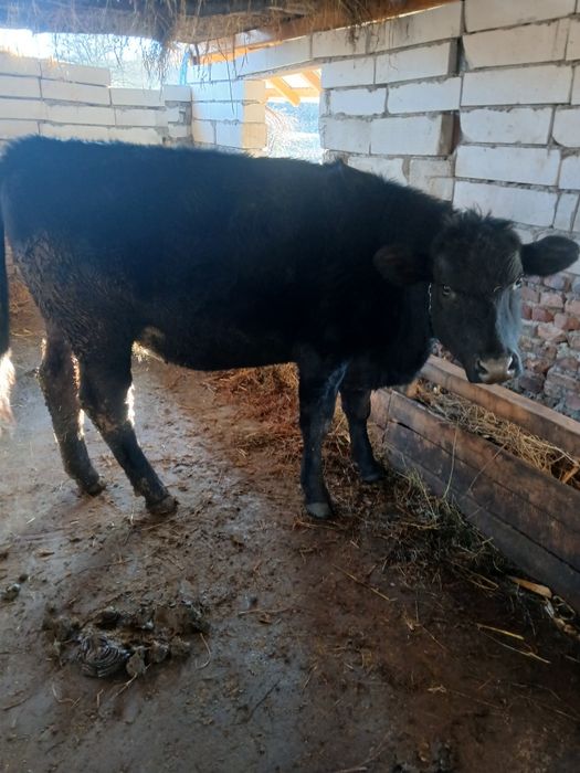 Vand vaca pret 7500 lei