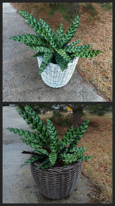 Кашпо для цветов( плетёные из ротанга)