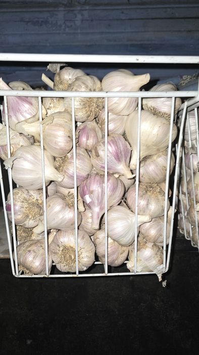 Продаю домашний чеснок