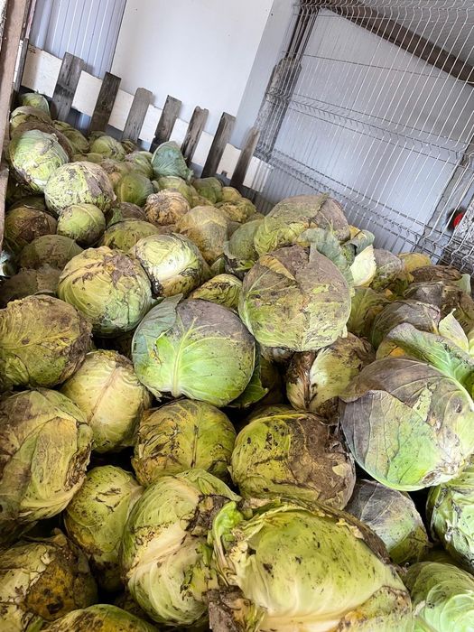 varză Bucharest ,Gintama