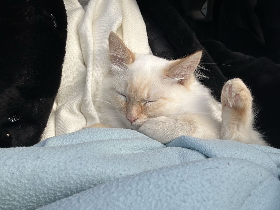 Отдам котенка в добрые руки