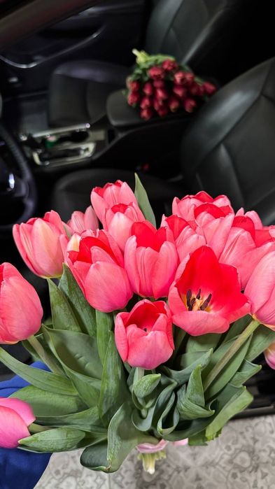 Тюльпаны голландские