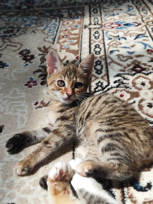 Отдам котят бауырластар 2