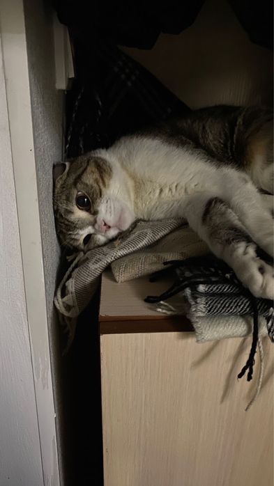 Отдам вислоухого кота