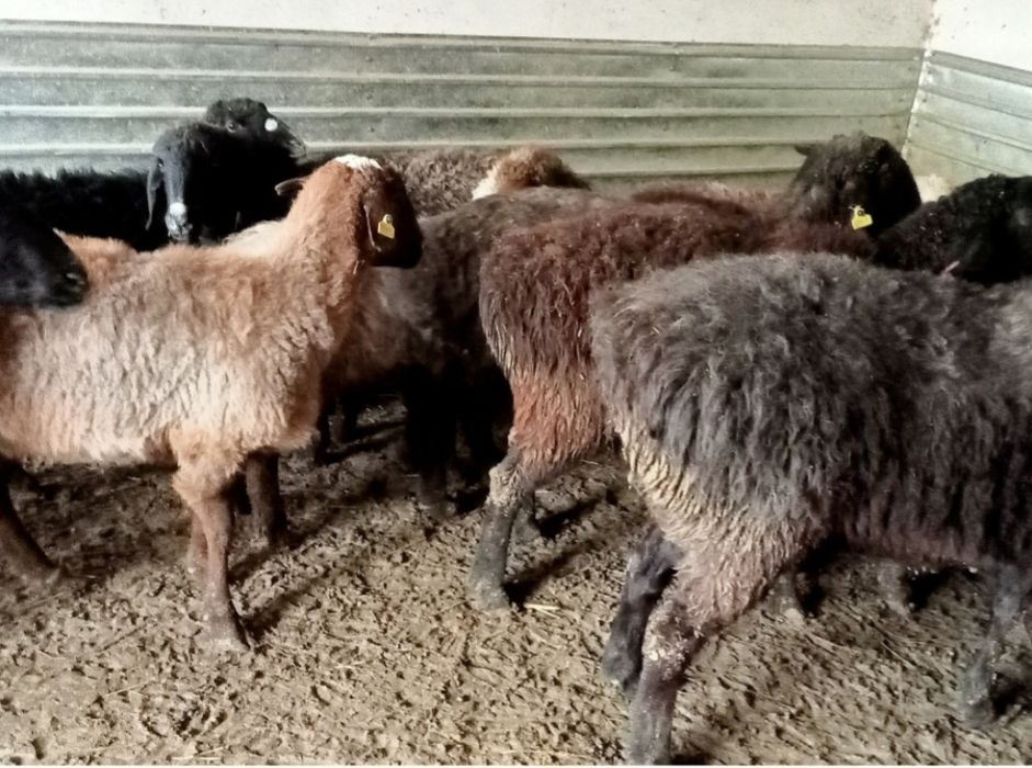 Кои токты бар сатылатын