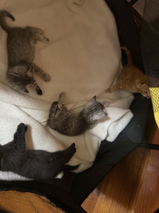 Продаются котята