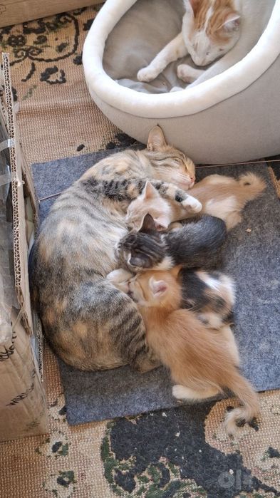 Милые котята,отдам даром в хорошие руки.