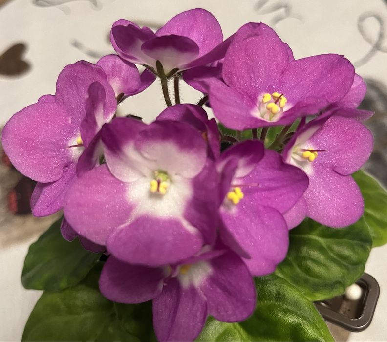 Фиалка(детки) валеска розарот