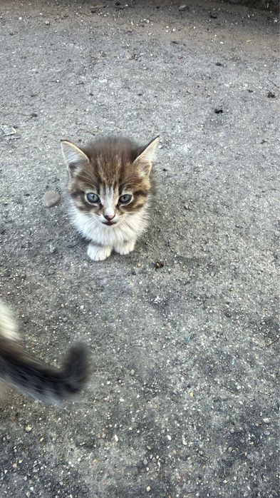 отдам котят даром