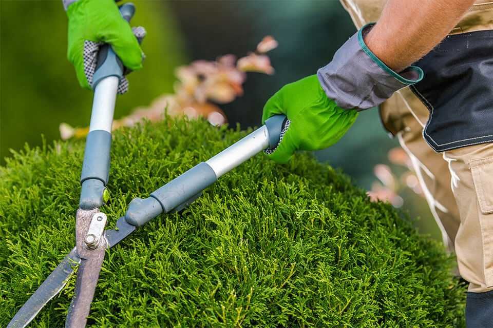 Irigatii profesionale gradina si intretineri