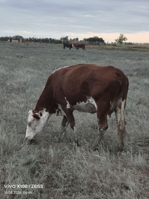 Продам теленка бычок .