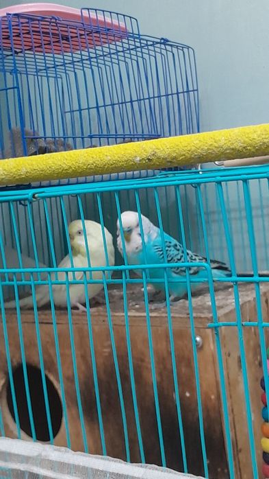 Папугай с клеткой