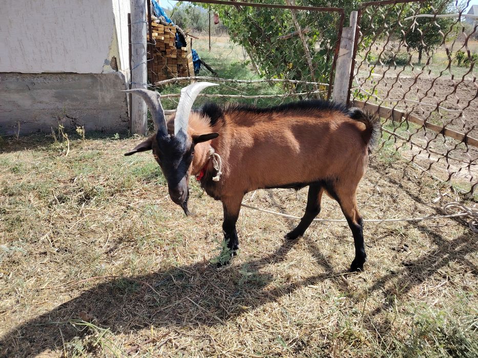 Әлпи чех теке сатылады