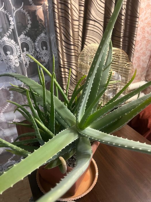 Продаю лечебный алое вера