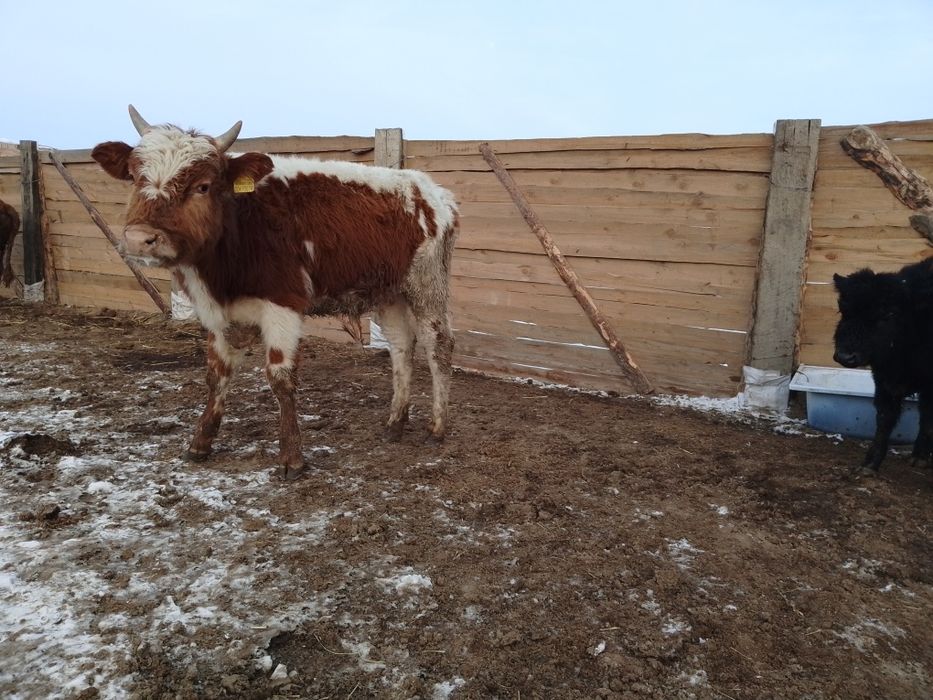 Бука кашарлар...