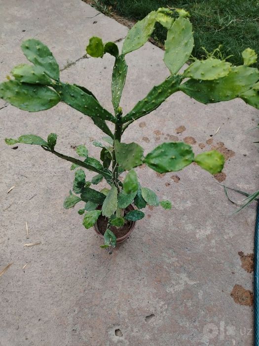 Бразилиопунция (Brasiliopuntia) — 35 см