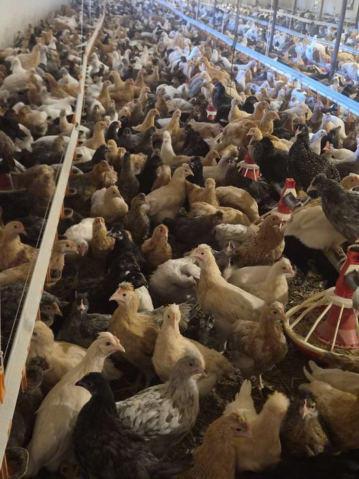 De vânzare puicuțe ouătoare moțate – 10 săptămâni