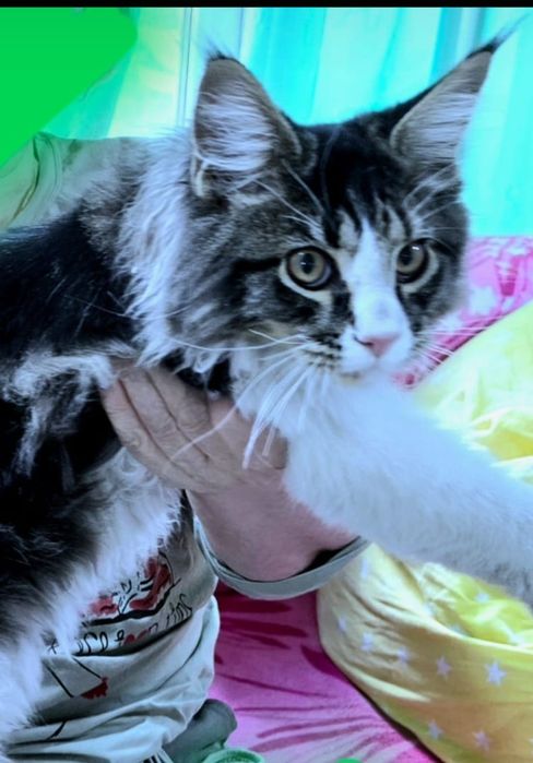 Котенок породы мейнкун