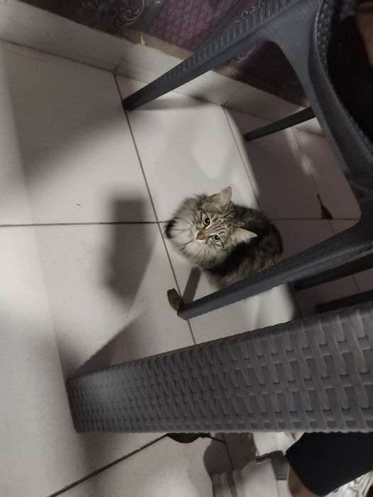 Faqat Termiz shahrida