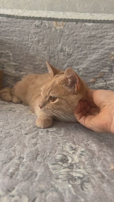 Отдам котёнка в добрые руки