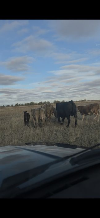 Продам бычков, подсосных