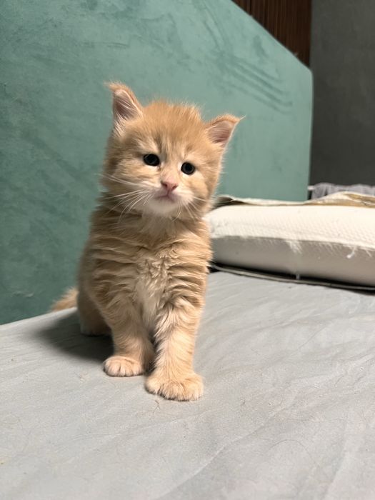 Кот Мейн Кун персиковый