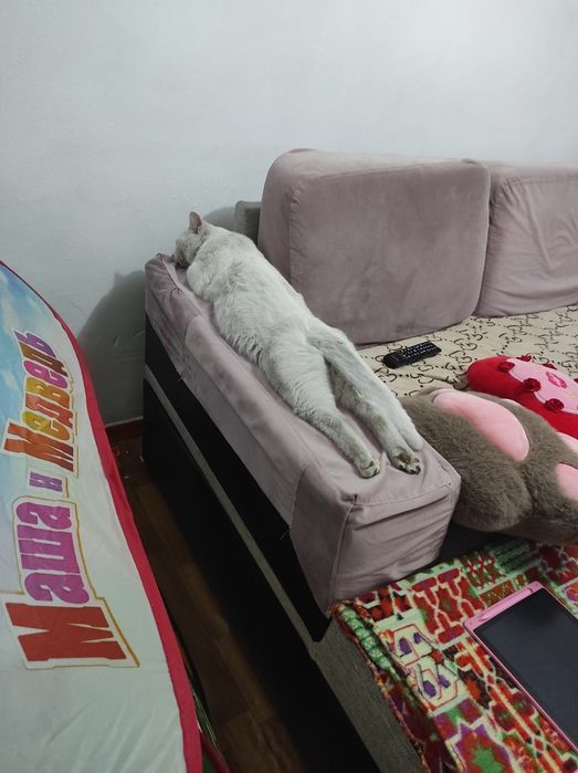 Белый кот в хорошие руки