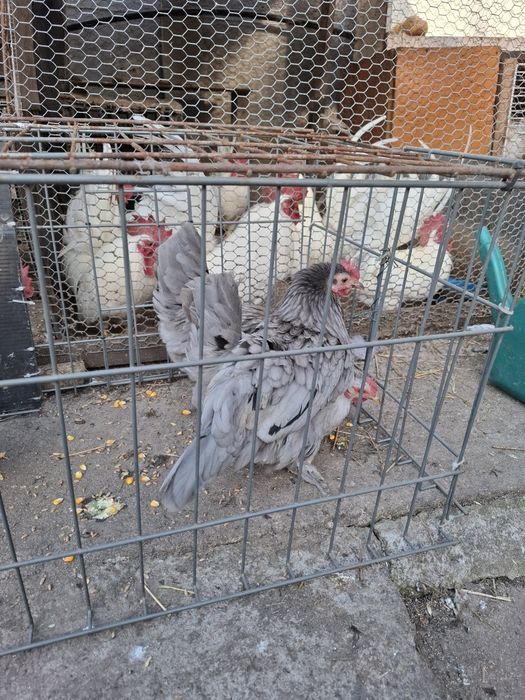 Cocoșei rasa cheabo