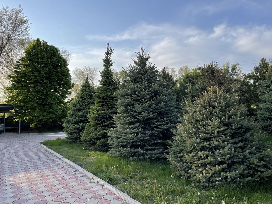 Голубая Ель