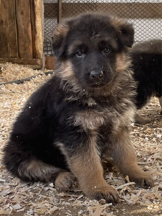 Щенки немецкой овчарки