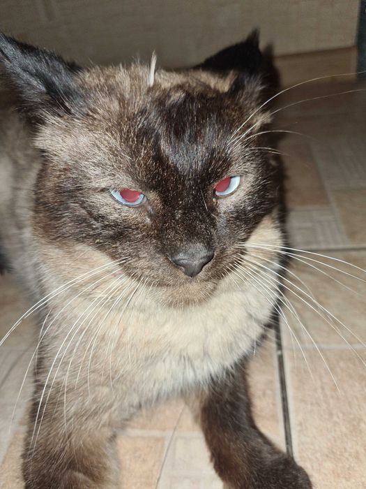 Блю поинт кот, отдам в хорошие руки