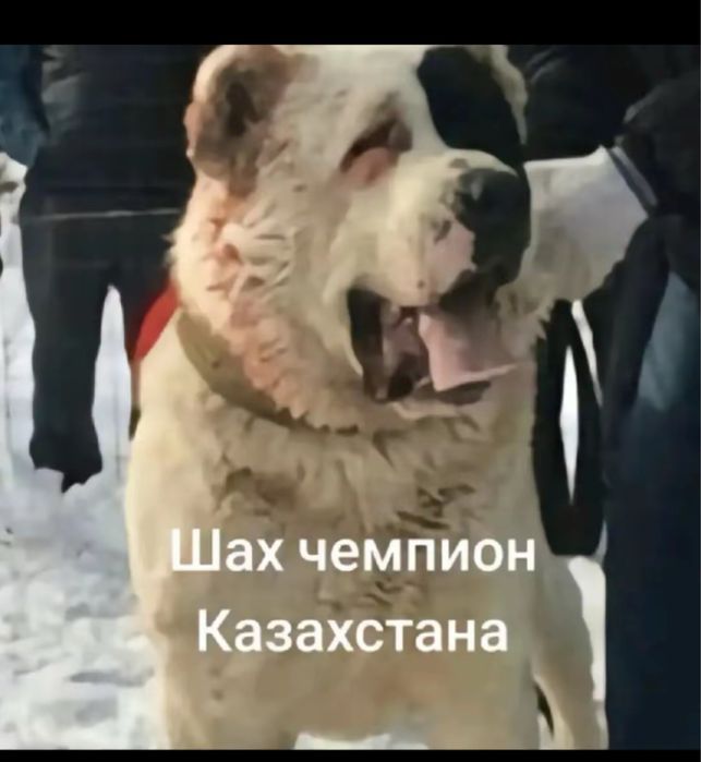 Продается алабая элитная сука