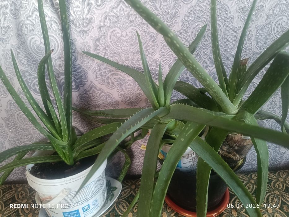 Алое продам алое