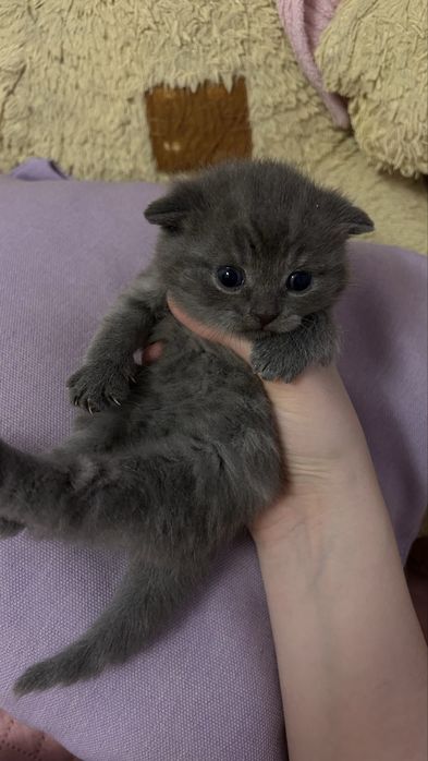 Продам СРОЧНО котят