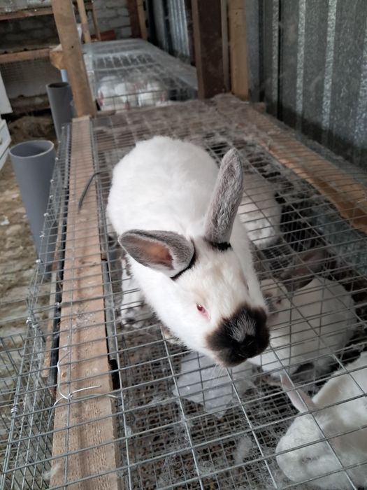 Продам кроликов.