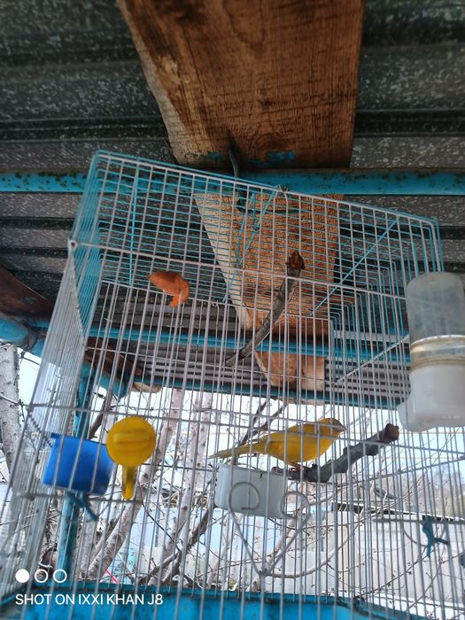 Канорейки разные самцы