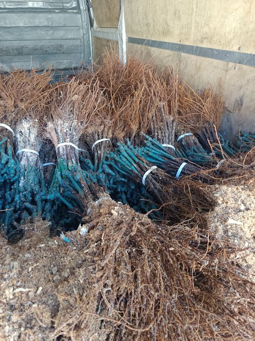 Лозов посадъчен материал