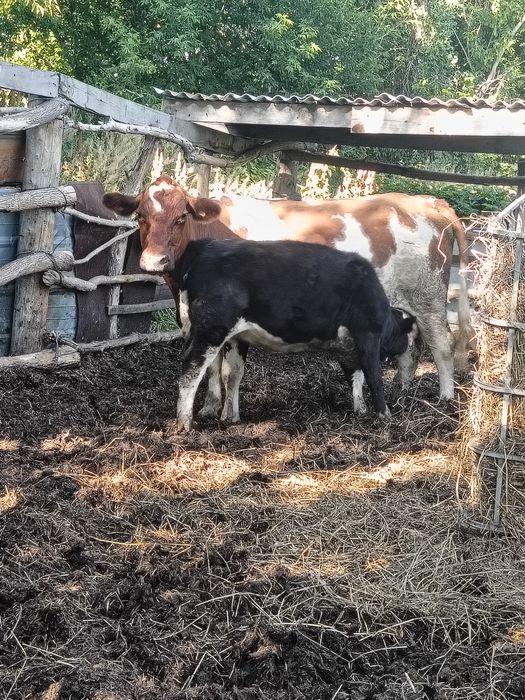 Продам коров и телят.