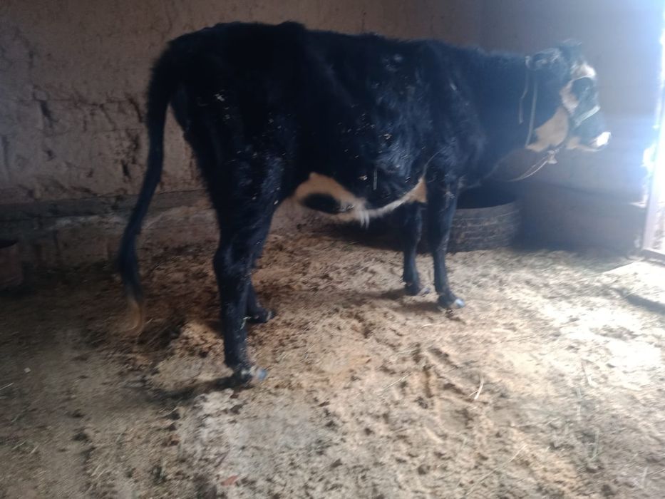 Сиыр сатылады. Түркістан.