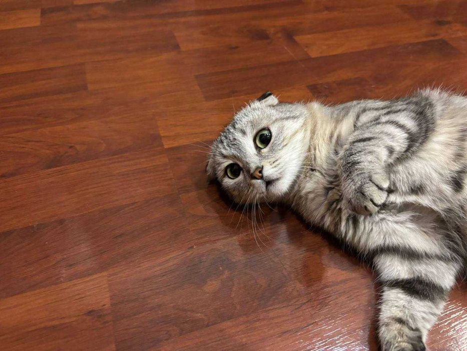 Кошка в хорошие руки