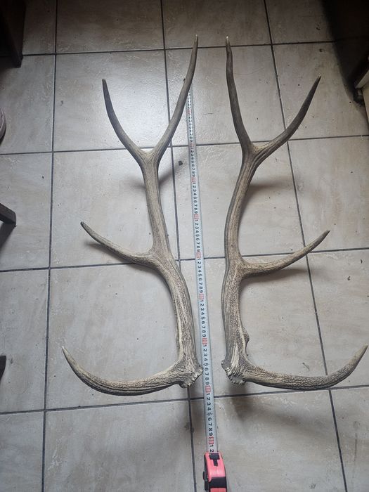 Vând 2 trofee o pereche coarne cerb lopătar și o pereche coarne cerb