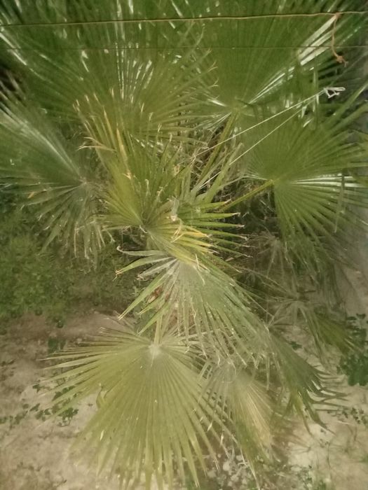 Palma dara ti sotiladi