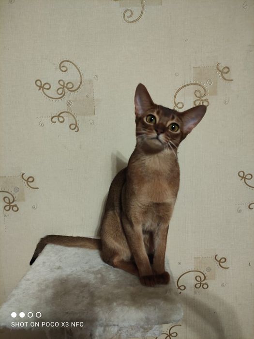 Абиссинский котенок.