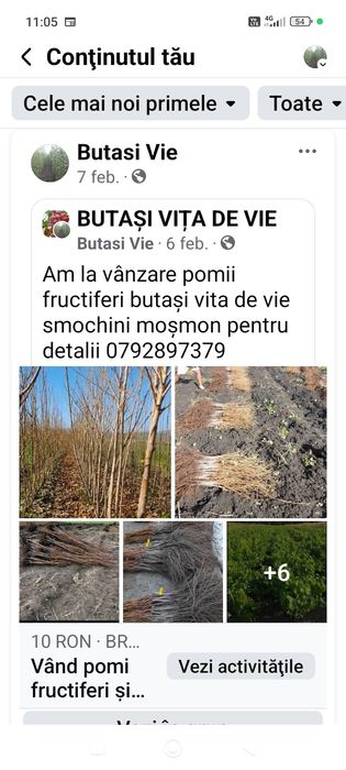 Butași de calitate anul 3 preț de producător