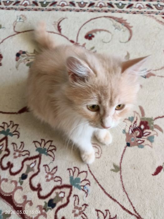 Отдам котенка мальчика