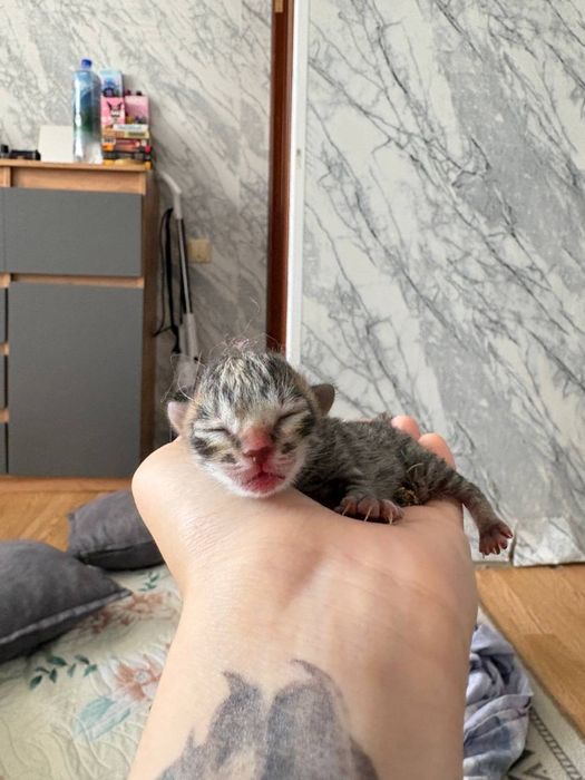 Отдам котенка в добрые руки