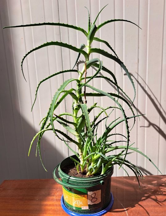 Продавам растение Алое (Aloe Аrborescens) в саксия