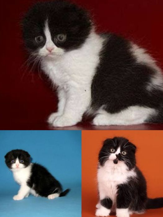 Продаётся котёнок скоттиш фолд девочка.
