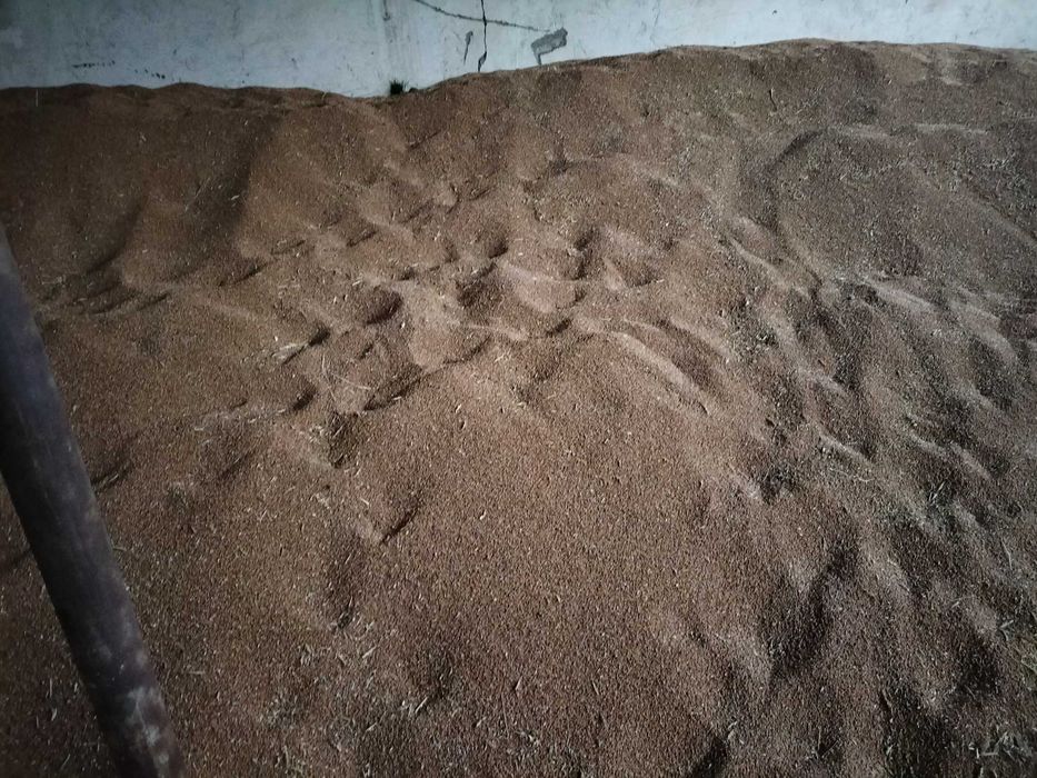 Grau panificație 40 tone 1,10 lei/kg negociabil